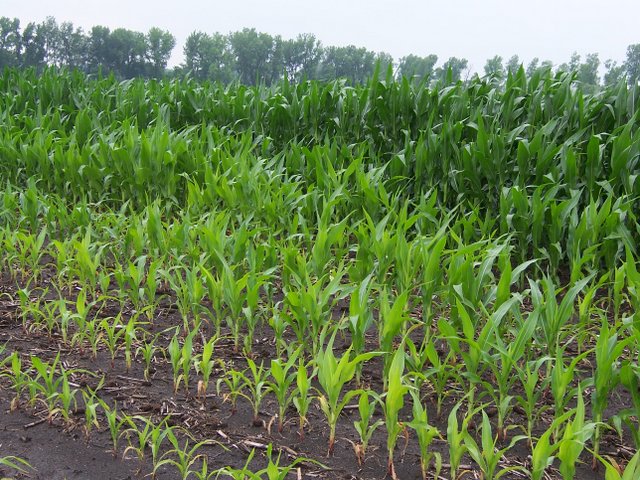 Corn in the foreground exhibiting serious yield and growth drag due to saturation while moving to the background there is a clear and immediate increase in plant health.