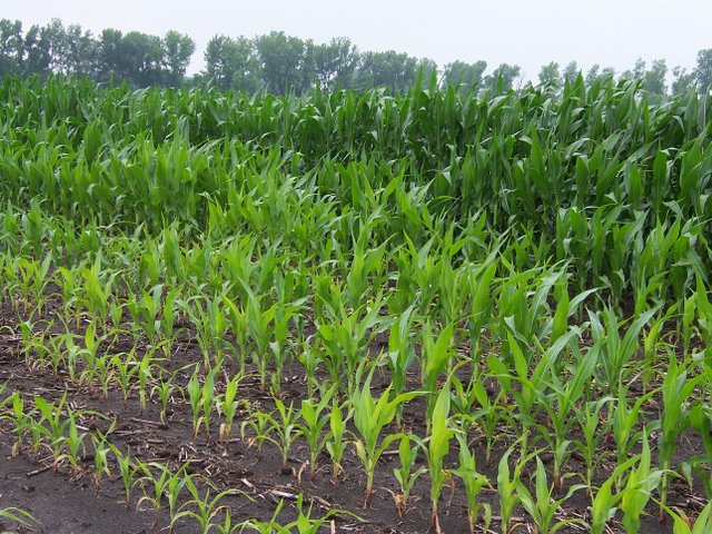 Corn in the foreground exhibiting serious yield and growth drag due to saturation while moving to the background there is a clear and immediate increase in plant health.