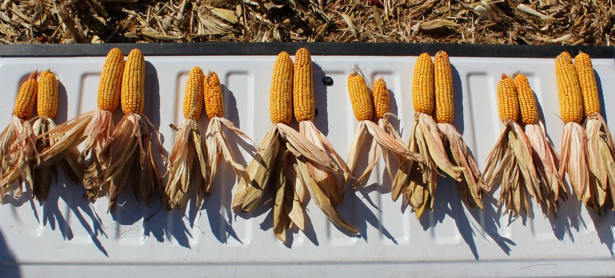 Inconsistent stand and ear sizes illustrate why this farmer is choosing to split 40’ spacings down to 20’ spacings.