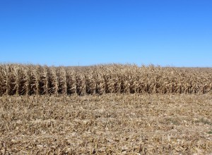 Farm Drainage - sample field showing lack of uniform drainage